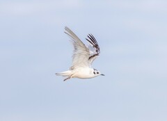 Hydrocoloeus minutus