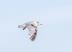 Hydrocoloeus minutus