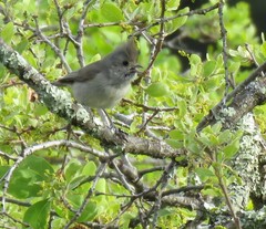 Baeolophus inornatus