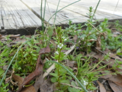 Veronica peregrina
