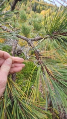 Pinus resinosa