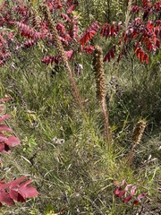 Liatris pycnostachya