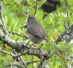 Baeolophus inornatus