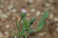 Erigeron acris