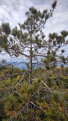 Pinus resinosa
