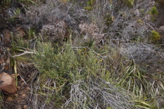 Euryops