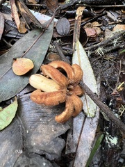 Ladenbergia macrocarpa