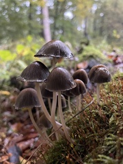 Mycena epipterygia