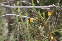 Euryops