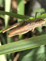 Chorthippus apricarius