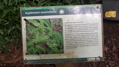 Asplenium ascensionis