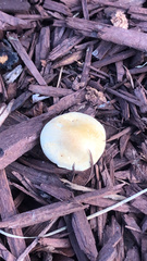 Leratiomyces percevalii
