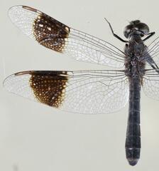 Brachythemis leucosticta