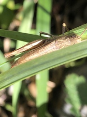 Chorthippus apricarius