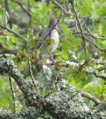 Baeolophus inornatus