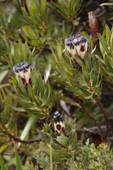 Protea lepidocarpodendron