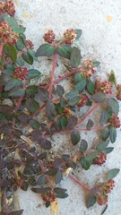 Euphorbia ophthalmica