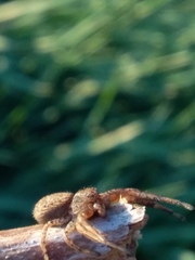 Xysticus