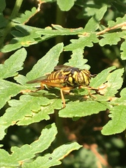 Spilomyia