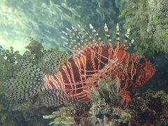 Pterois mombasae