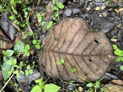 Ladenbergia macrocarpa