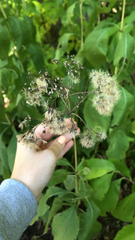 Eutrochium purpureum