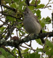 Baeolophus inornatus