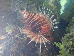 Pterois mombasae