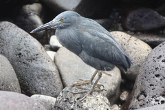 Butorides striata sundevalli