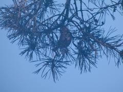 Lophophanes cristatus