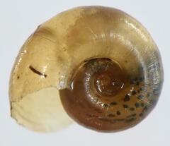 Biomphalaria pfeifferi