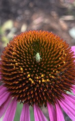 Taylorilygus apicalis