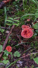 Turbinellus floccosus