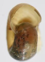 Biomphalaria pfeifferi