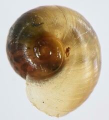 Biomphalaria pfeifferi