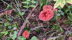 Turbinellus floccosus