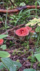 Turbinellus floccosus