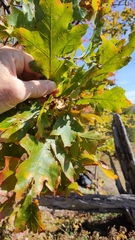Quercus rubra