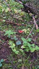 Turbinellus floccosus