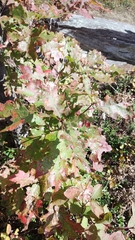 Quercus rubra