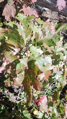 Quercus rubra