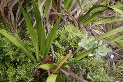 Pellaea pteroides