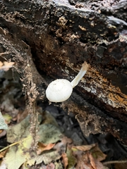 Oudemansiella australis