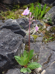 Primula pauciflora