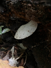 Oudemansiella australis