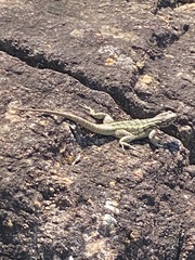 Oplurus quadrimaculatus