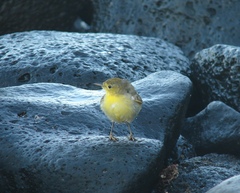 Setophaga petechia aureola