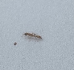 Pseudomyrmex pallidus