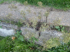 Erigeron floribundus