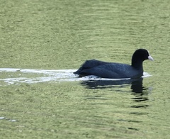 Fulica atra